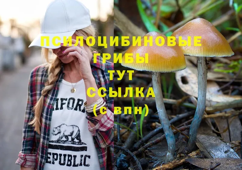 где продают   Муравленко  Псилоцибиновые грибы Cubensis 